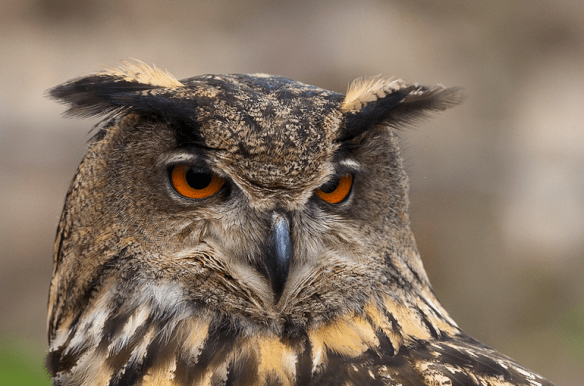 Oehoe in Kwadijk en overnachten in een B & B