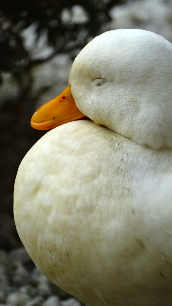 Sony Hybride fotoshoot Bommes Kwadijk