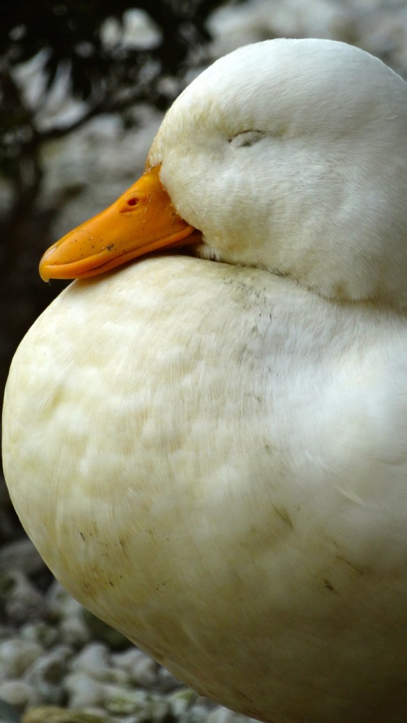 Life is good in Kwadijk