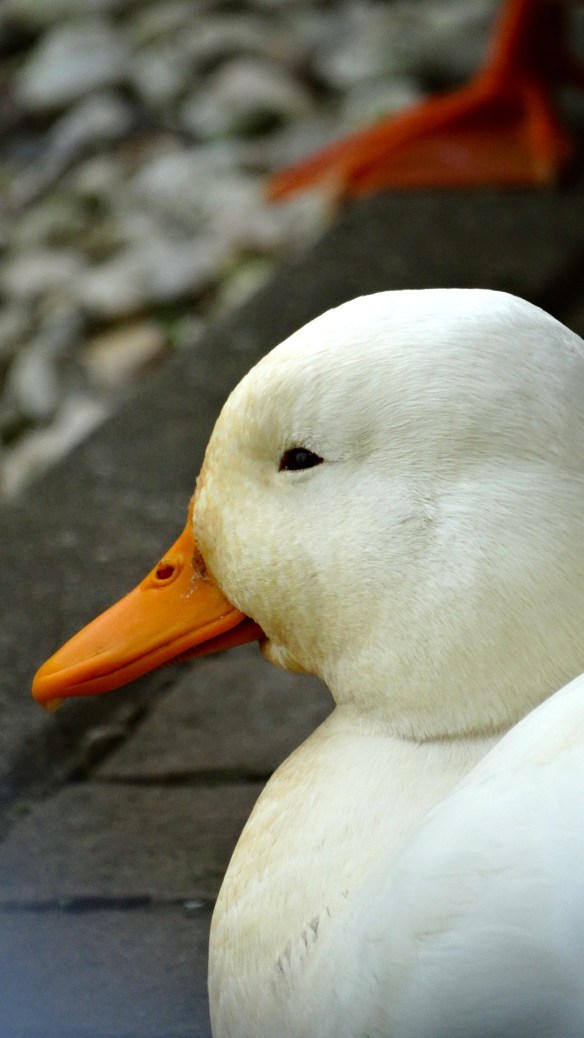 Life is good in Kwadijk