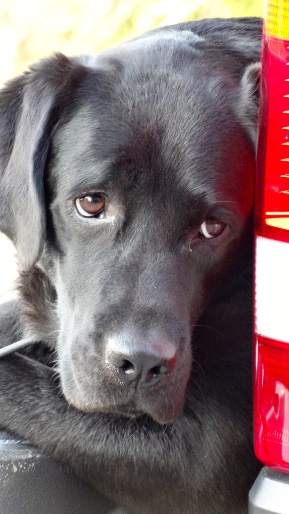 Dogs loves landrovers