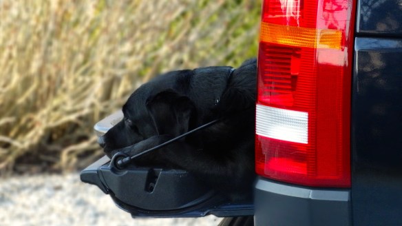 Ideale auto voor het hele gezin.