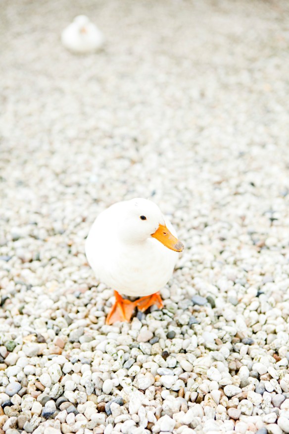 Eendjes sieren de buurt