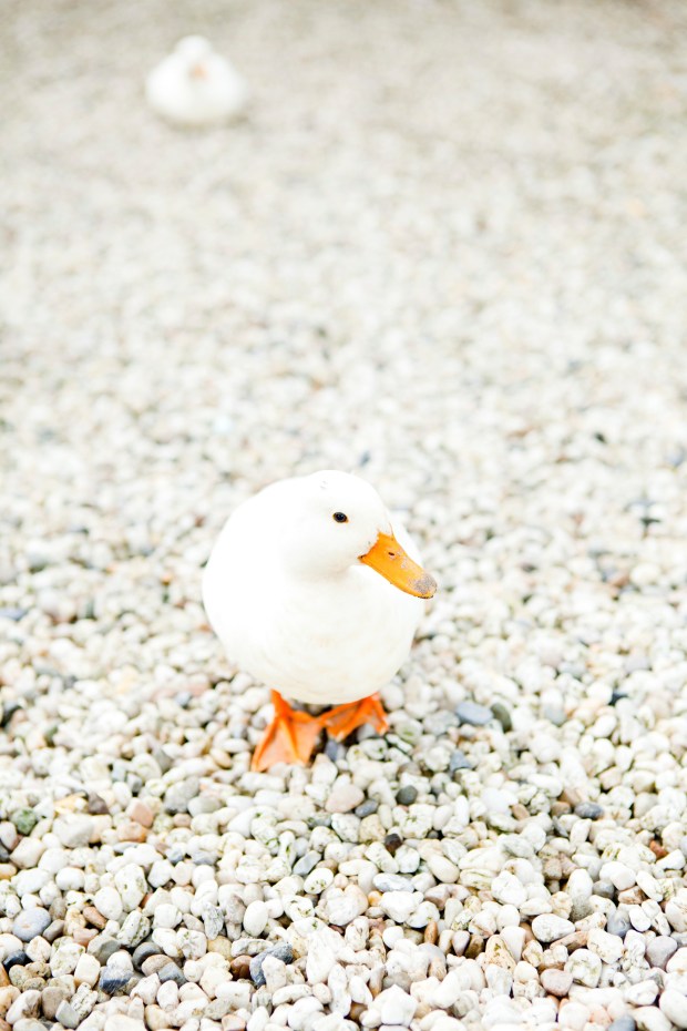 Eendjes sieren de buurt