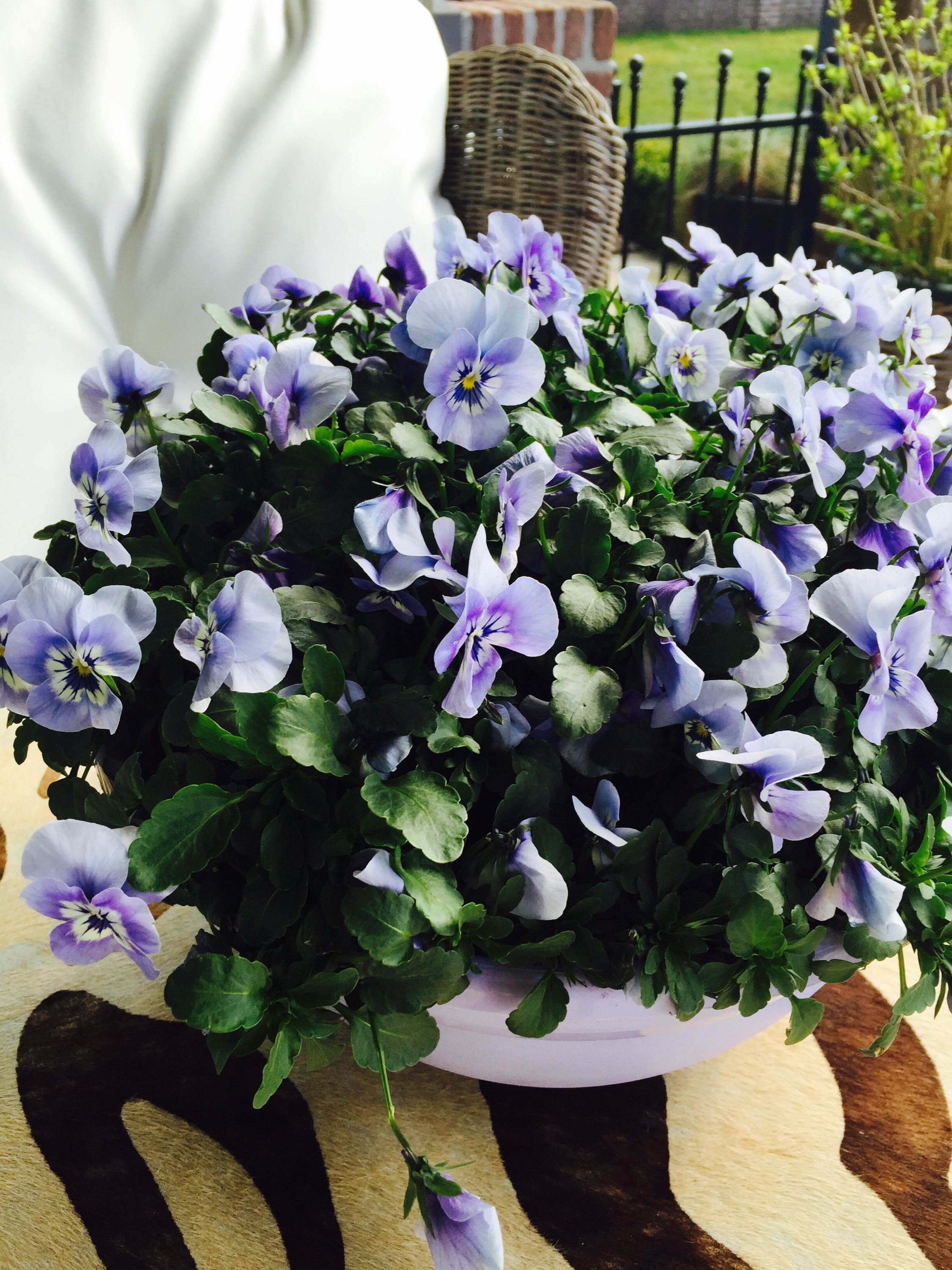 Violen in pot van Berghroos Bloemisten Wormeplein in Purmerend