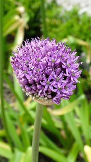 Uienbollen van Groenrijk Zuidoostbeemster