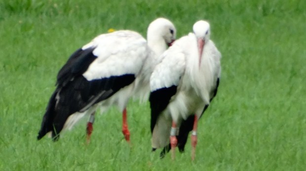 Zelfs de ooievaars zijn hier goed vertegenwoordigt en zijn er tal van spotplekken te vinden.