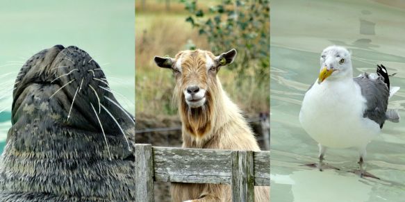 Prachtige dieren op Texel