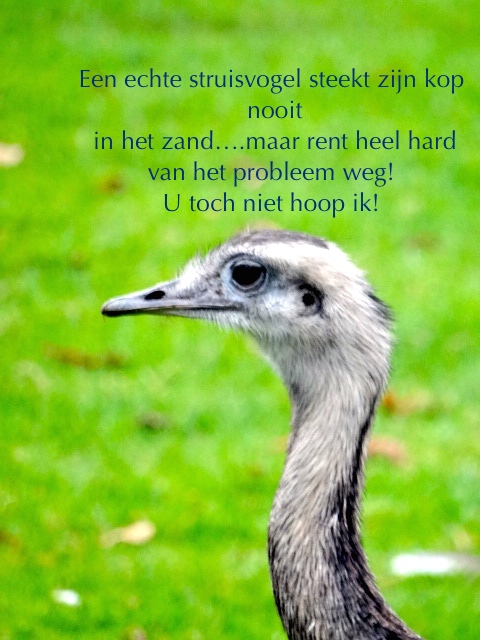 Struisvogel Politiek